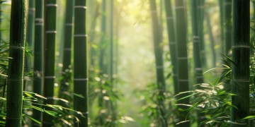 熊猫手游买彩票是否犯法？